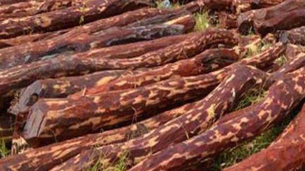 धार में जब्‍त लाल चंदन का अंतरराष्ट्रीय कनेक्शन, अब सीबीआई करेगी जांच