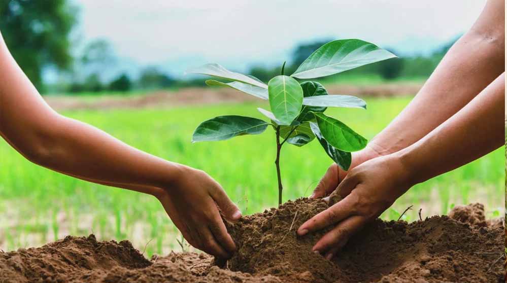 एम.पी. ट्रांसको ने लक्ष्य से अधिक पौधरोपण करने में पाई सफलता