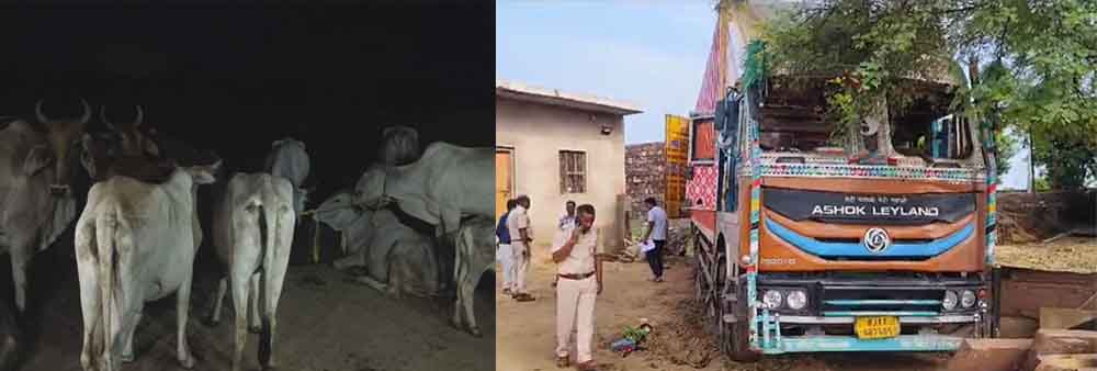 राजस्थान-करौली में 30 से अधिक गौवंश से भरा कंटेनर पकड़ा, सभी की दम घुटने से मौत के बाद आरोपी फरार