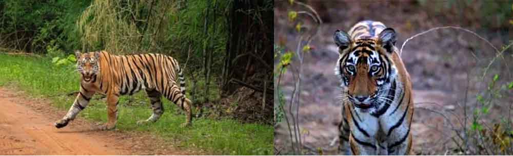 राजस्थान-अलवर के सरिस्का से फरार बाघ ST-2303 ने झाबुआ में डाला डेरा, खेत में जाने से डर रहे लोग