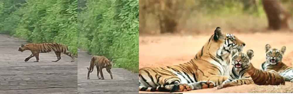 राजस्थान-सवाई माधोपुर के रणथंभौर में सड़क पर अठखेलियां करती दिखी बाघिन ‘सुल्ताना’, तीन शावक भी थे साथ