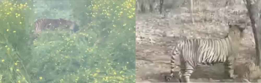 राजस्थान-अलवर के बाजरे के खेत में बफर जोन से पहुंचा टाइगर, वन विभाग अलर्ट