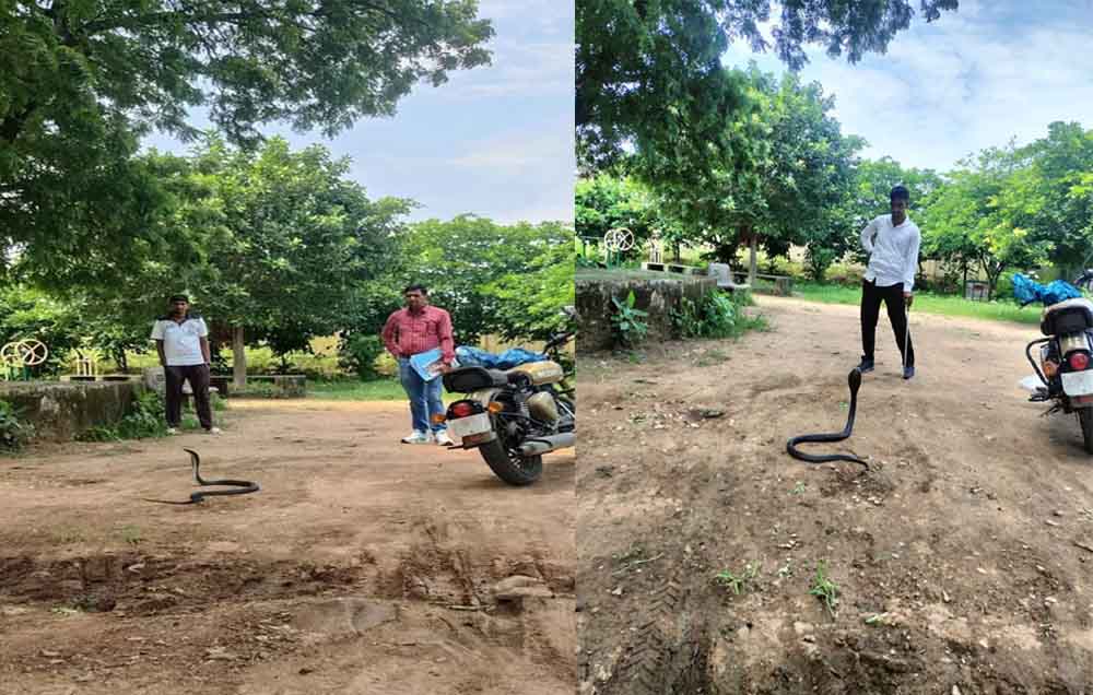 राजस्थान-बूंदी के खेल संकुल में घुसा 5 फीट लंबा कोबरा, वन विभाग की टीम ने रेस्क्यू कर जंगल में छोड़ा
