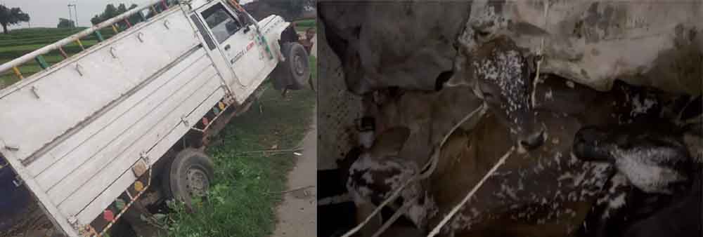 राजस्थान-बीकानेर में पिकअप का कई किलोमीटर किया पीछा, गौ रक्षकों ने मुक्त कराए सात गौवंश