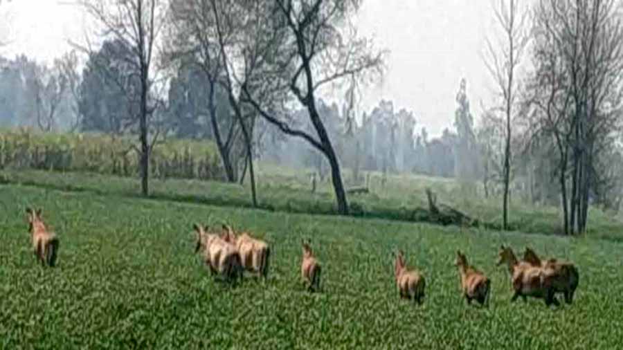 सारंगपुर में नीलगाय और हिरणों के झुंड से किसान हो रहे परेशान