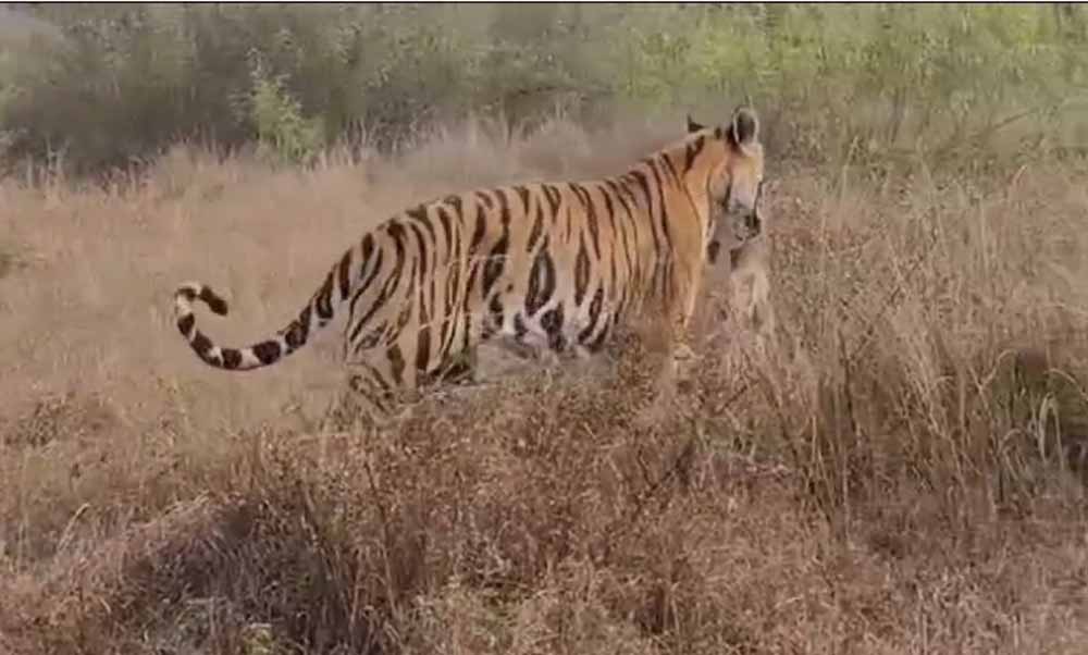 पर्यटकों ने बाघ पी-141 को एक हिरण का शिकार करते हुए देखा, पर्यटकों ने इस रोमांचित पल को किया कैद