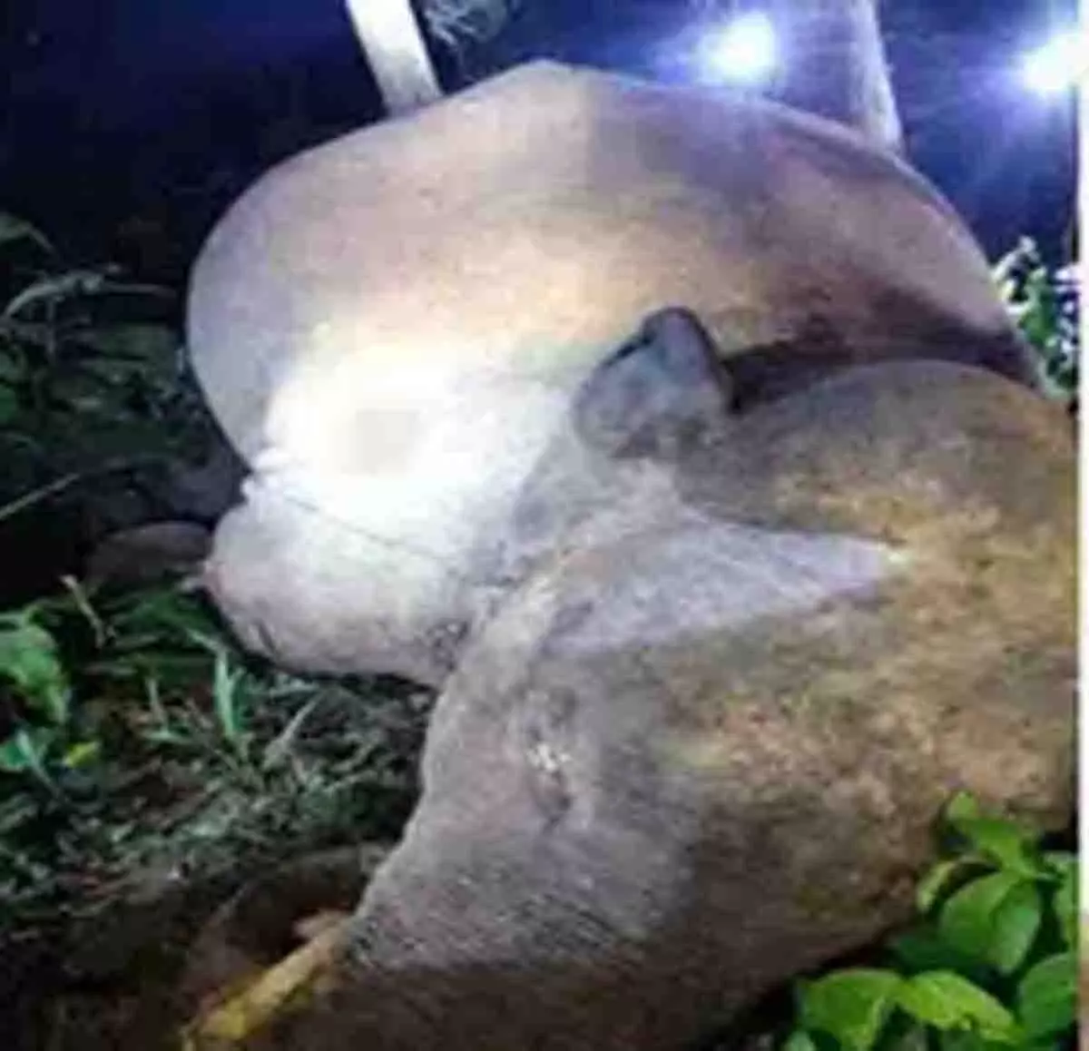 करंट से हाथी की मौत, किसान पर कार्रवाई तय