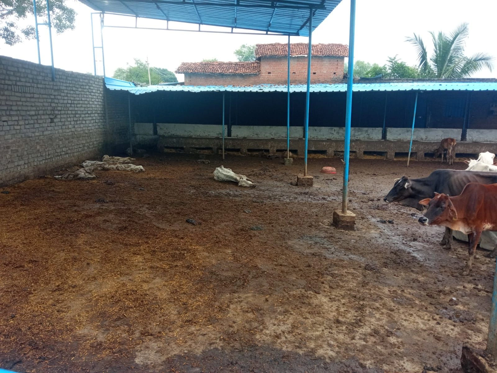 श्री वासुदेव गौशाला में एक दिन 25 गायें मृत