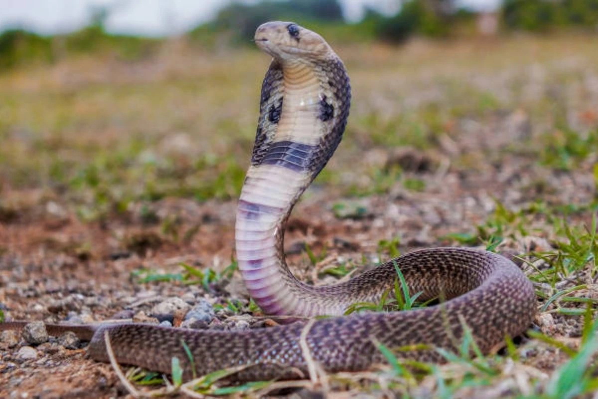 सांप के काटने से अंधविश्वास बना मौत का कारण