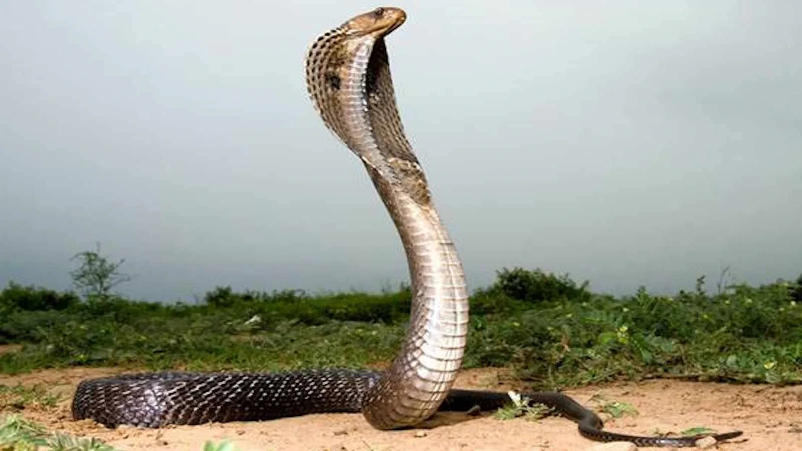 बरसात में सांप काटने से मौतों का बढ़ता खतरा