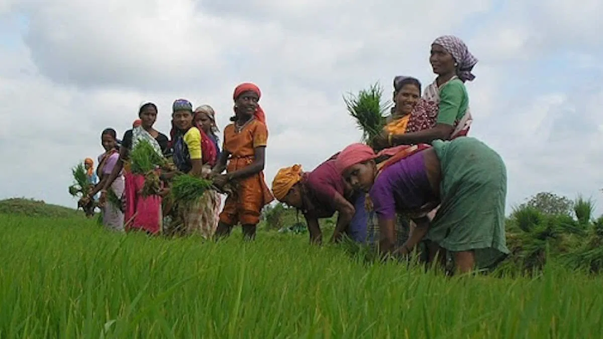 धान खरीदी भुगतान अब सीधे आधारलिंक्ड  खातों में पैसा