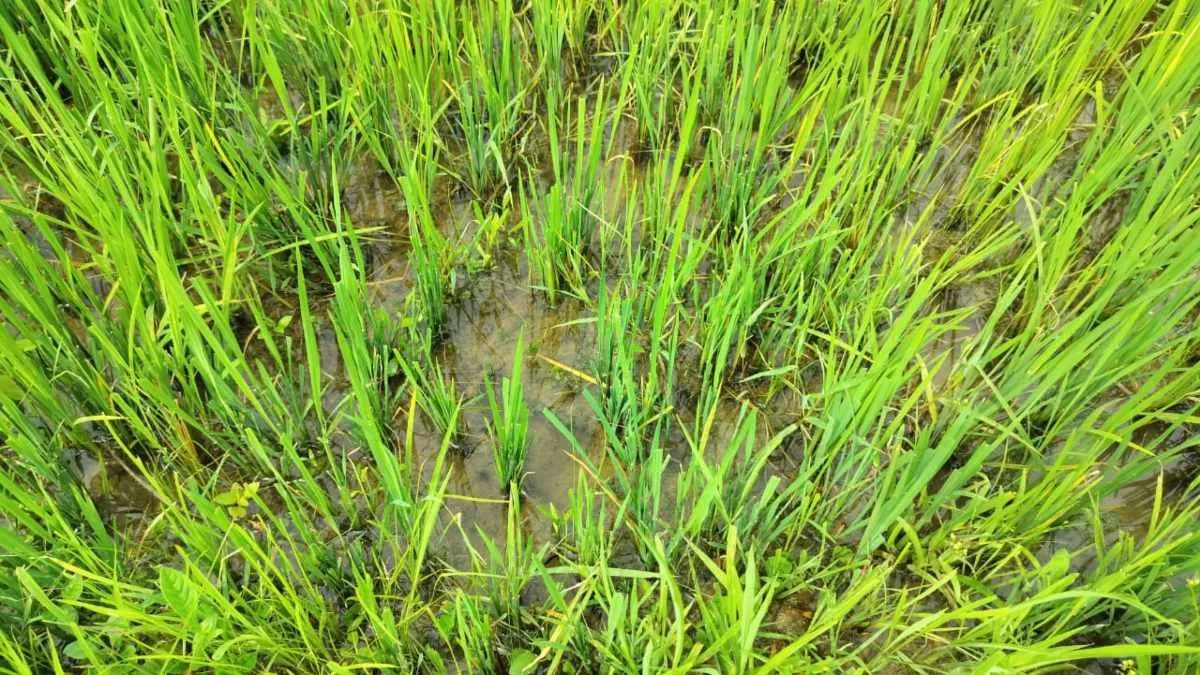 मवेशियों और अवैध कब्जे से किसानों की परेशानी बढ़ी