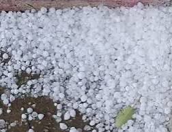 ओलावृष्टि से फसल नुकसान, 72 घंटे में दें सूचना