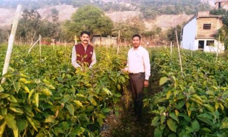ग्राफ्टेड बैंगन की खेती से किसानों की आय बढ़ी