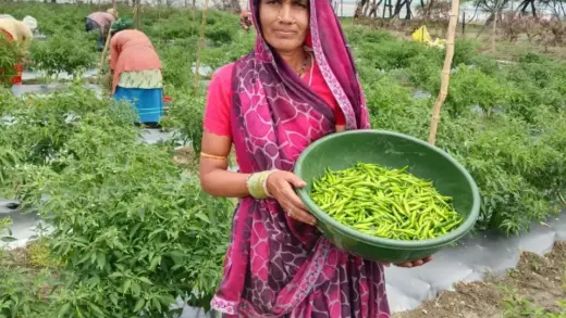 सारंगढ़-बिलाईगढ़ : मिर्च की खेती से दशमत साहू की