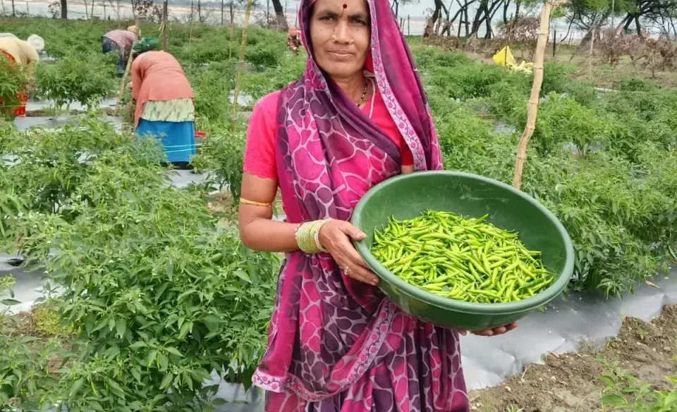 सारंगढ़-बिलाईगढ़ : मिर्च की खेती से दशमत साहू की बदली जिंदगी