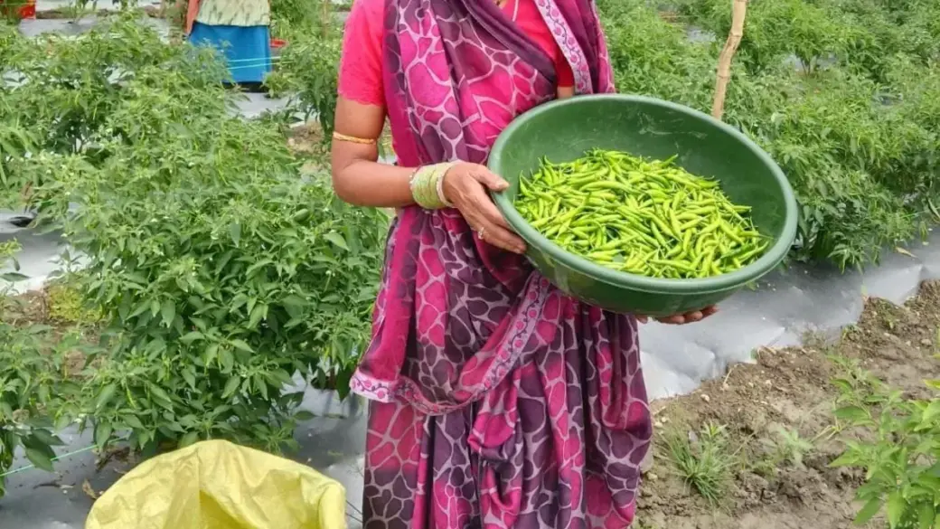 ‘तीखी मिर्च’ से घुली जीवन में मिठास